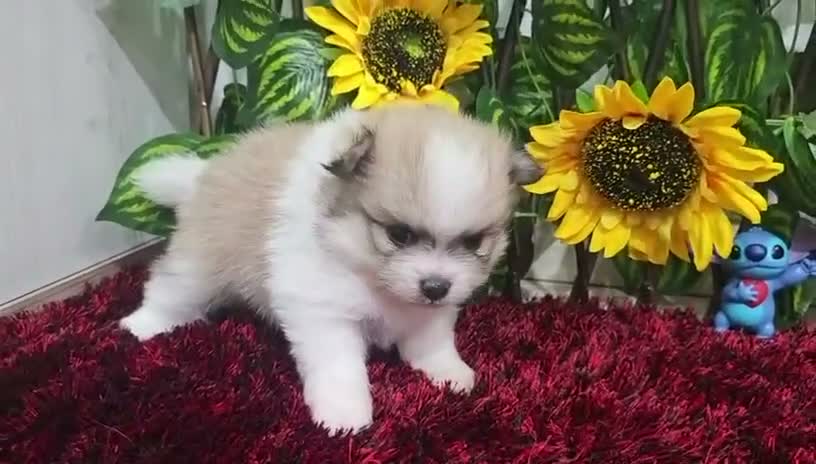 Pomerania perros en venta: Pomerania - Video 1