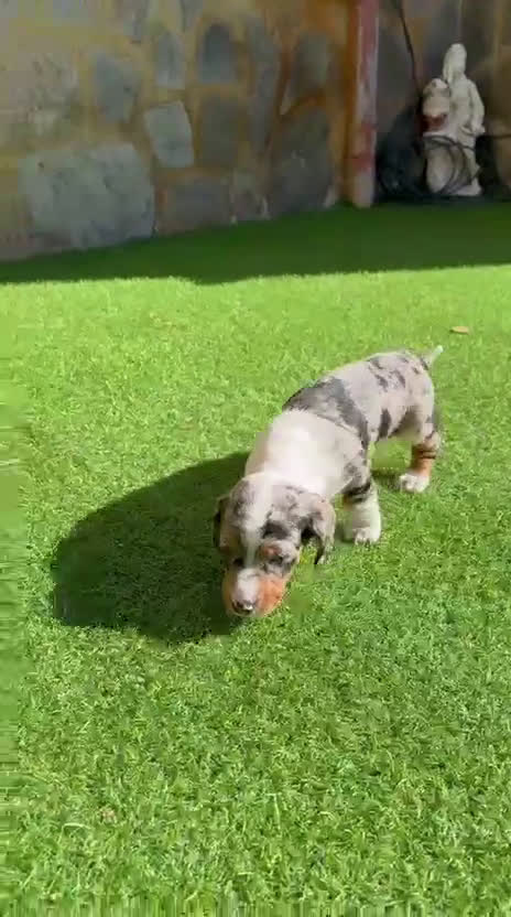 Teckel perros en venta: Teckel  - Video 1