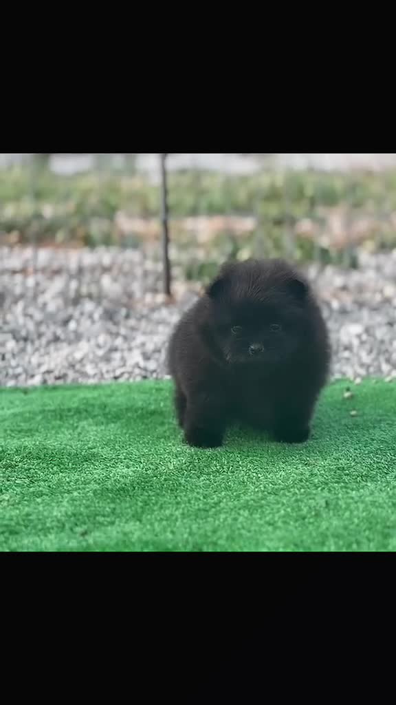 Pomerania perros en venta: POMERANIA HEMBRA - Video 1