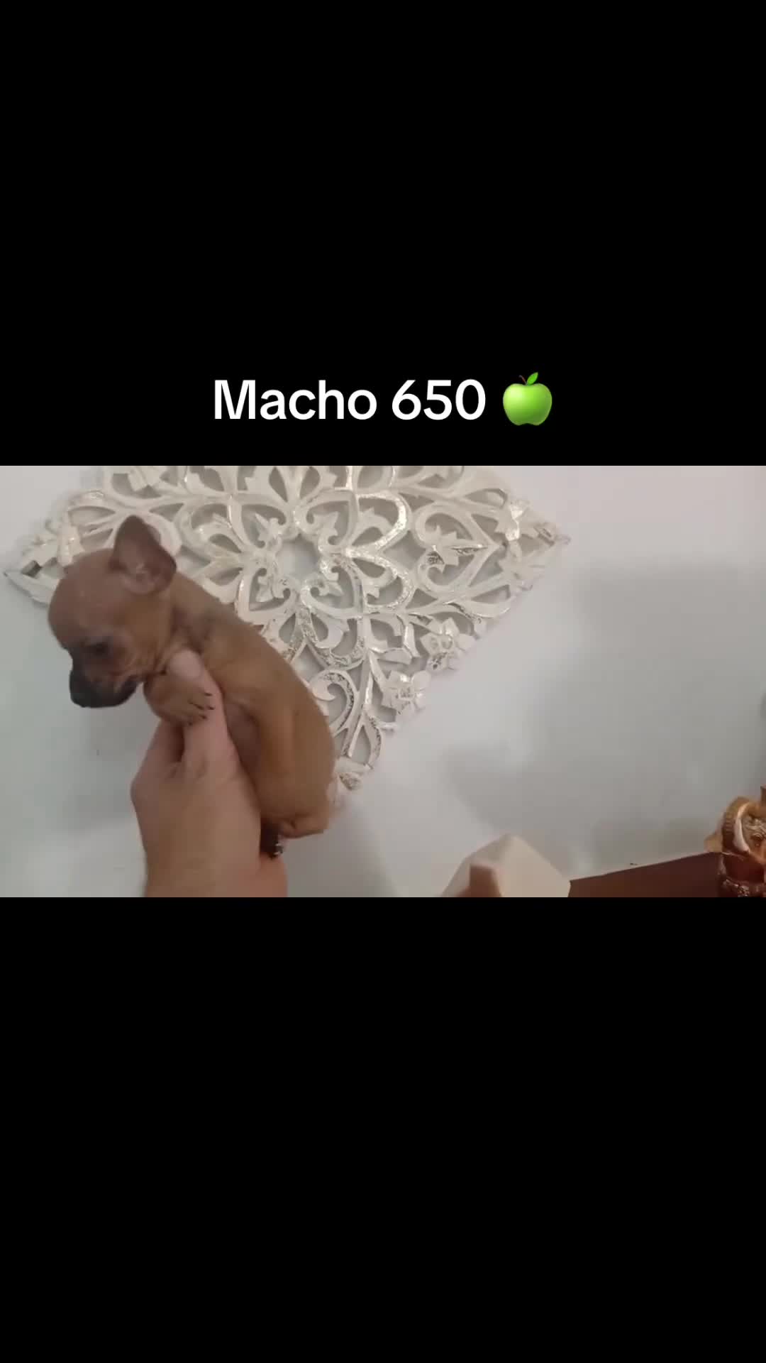 Chihuahua perros en venta: Chihuhuas machos  - Video 1