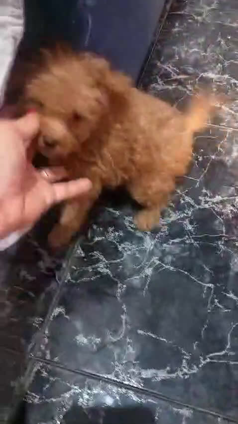 Caniche Toy perros en venta: Preciosa caniche roja disponible  en Sevilla - Video 1