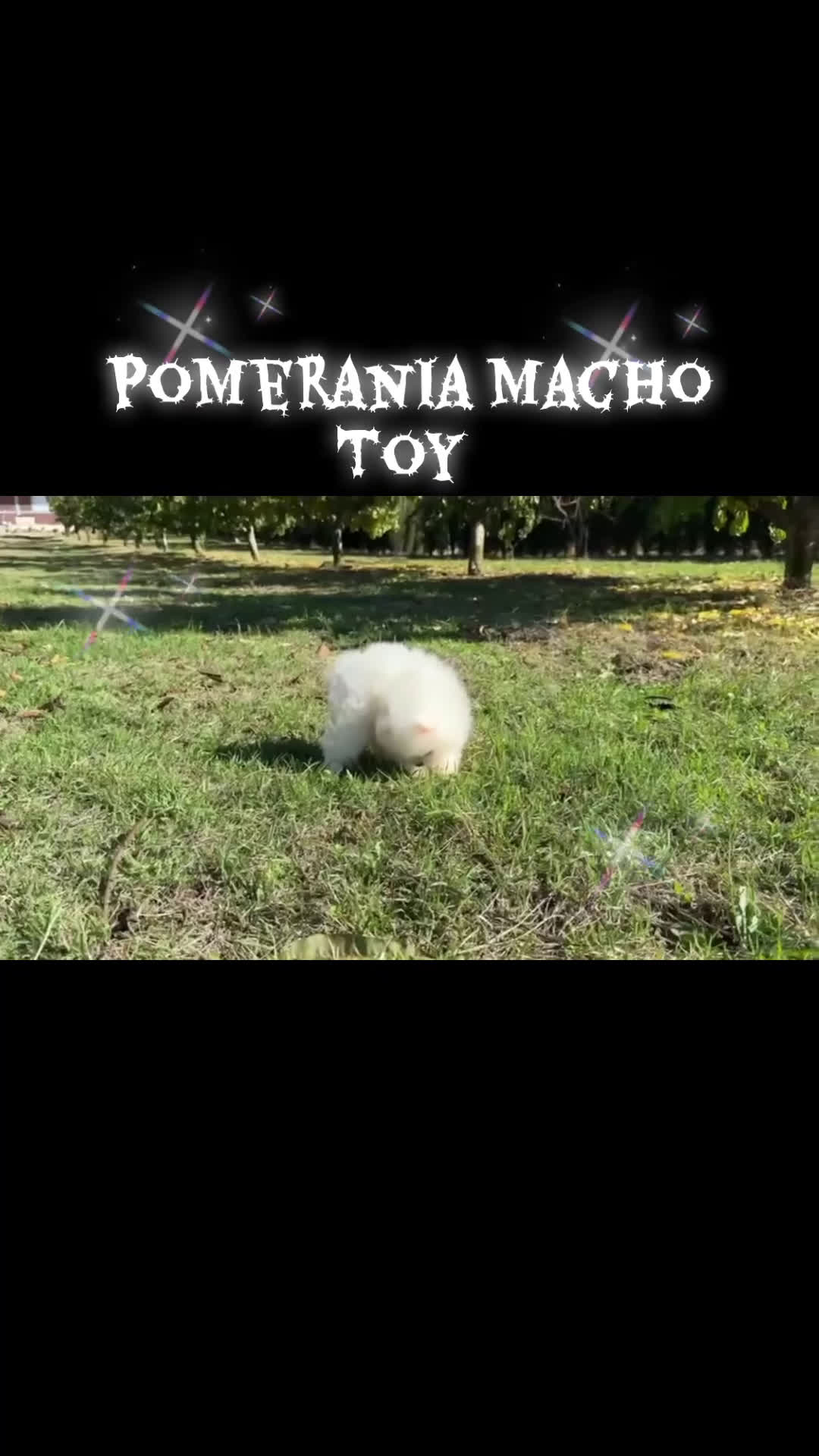 Pomerania perros en venta: Pomerania blanco toy disponible para diciembre!! - Video 1