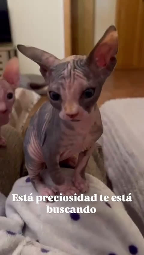 Sphynx gatos en venta: Sphynx exclusivos  - Video 2