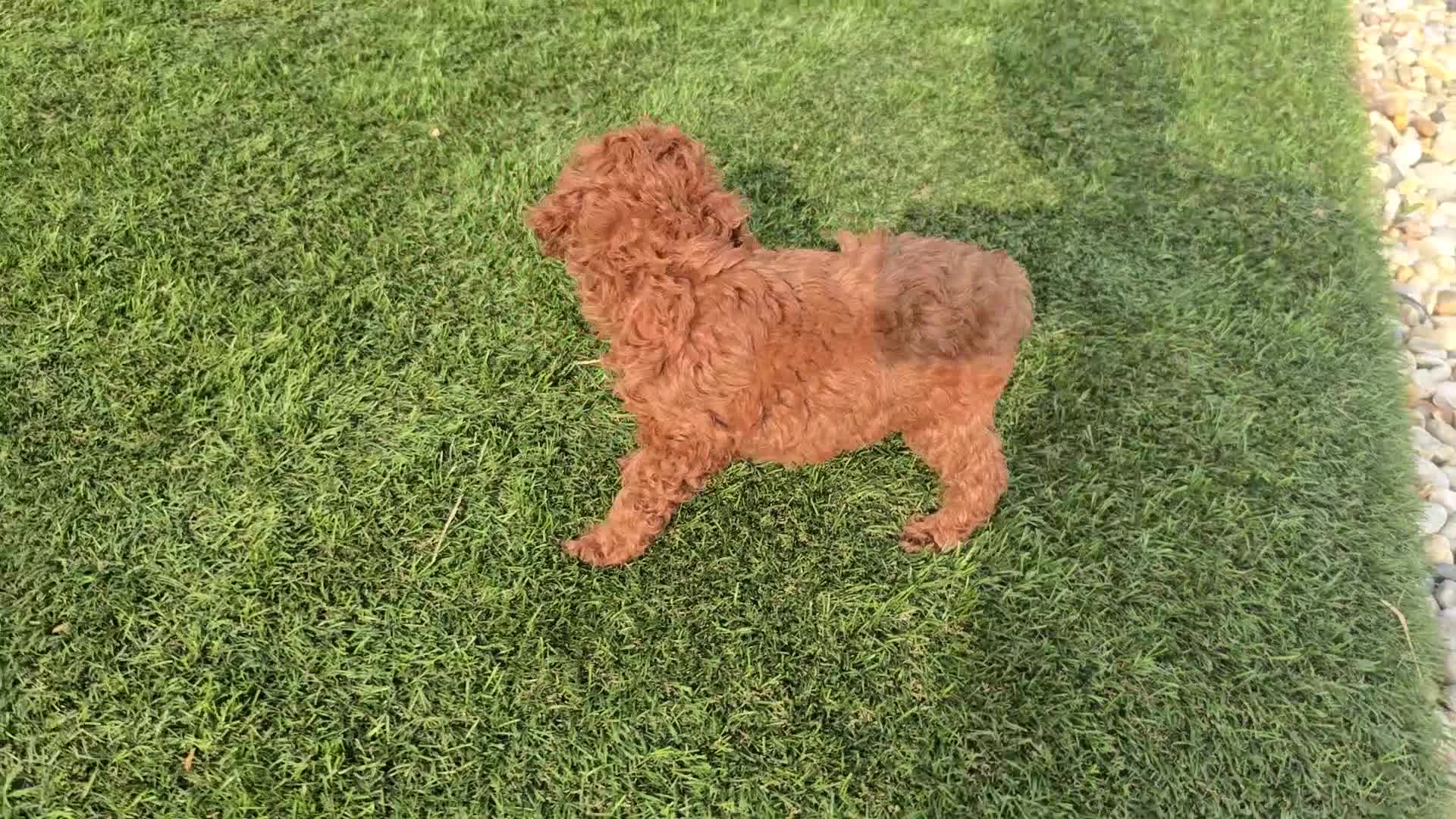 Caniche Toy perros en venta: Caniche Toy Rojo - Video 2