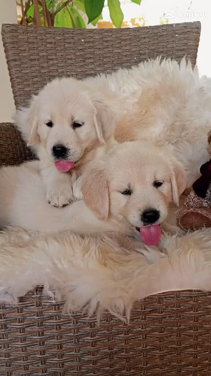 Golden Retriever perros en venta: Camada de Golden Retriever  - Video 1