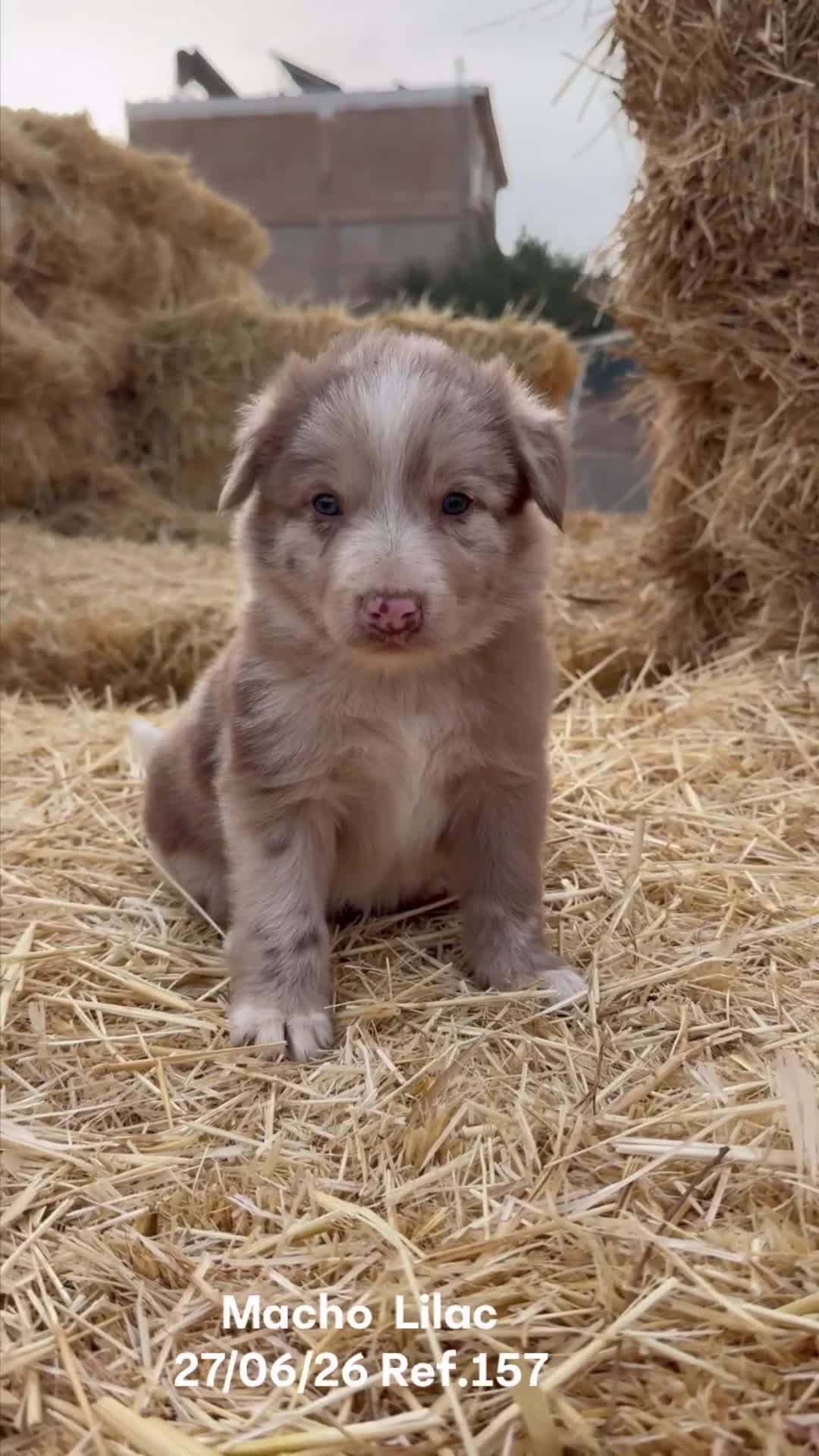 Border Collie perros en venta: Border Collie De Villa Biznaga - Video 1
