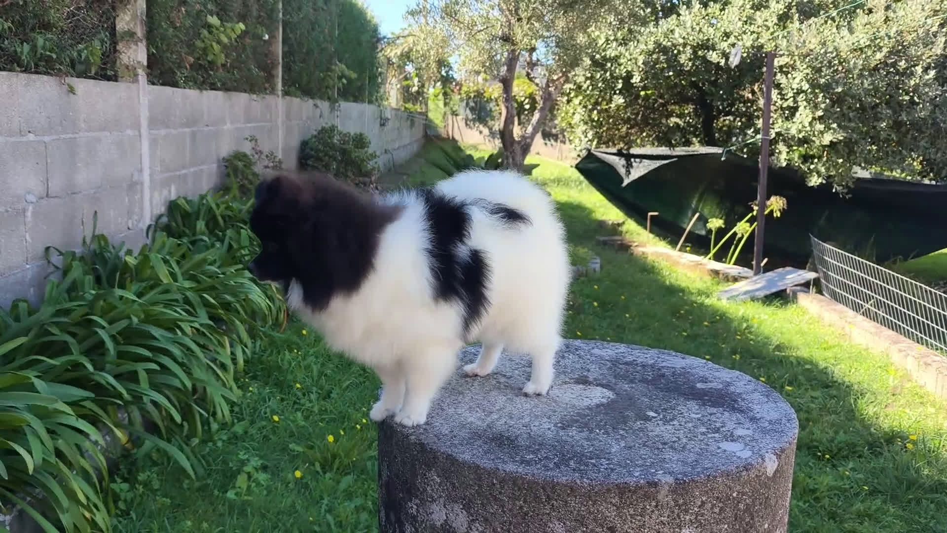 Pomerania perros en venta: Lulu de pomerania  - Video 2