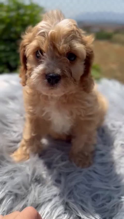 Cavapoo perros en venta: Cavapoo macho   - Video 1