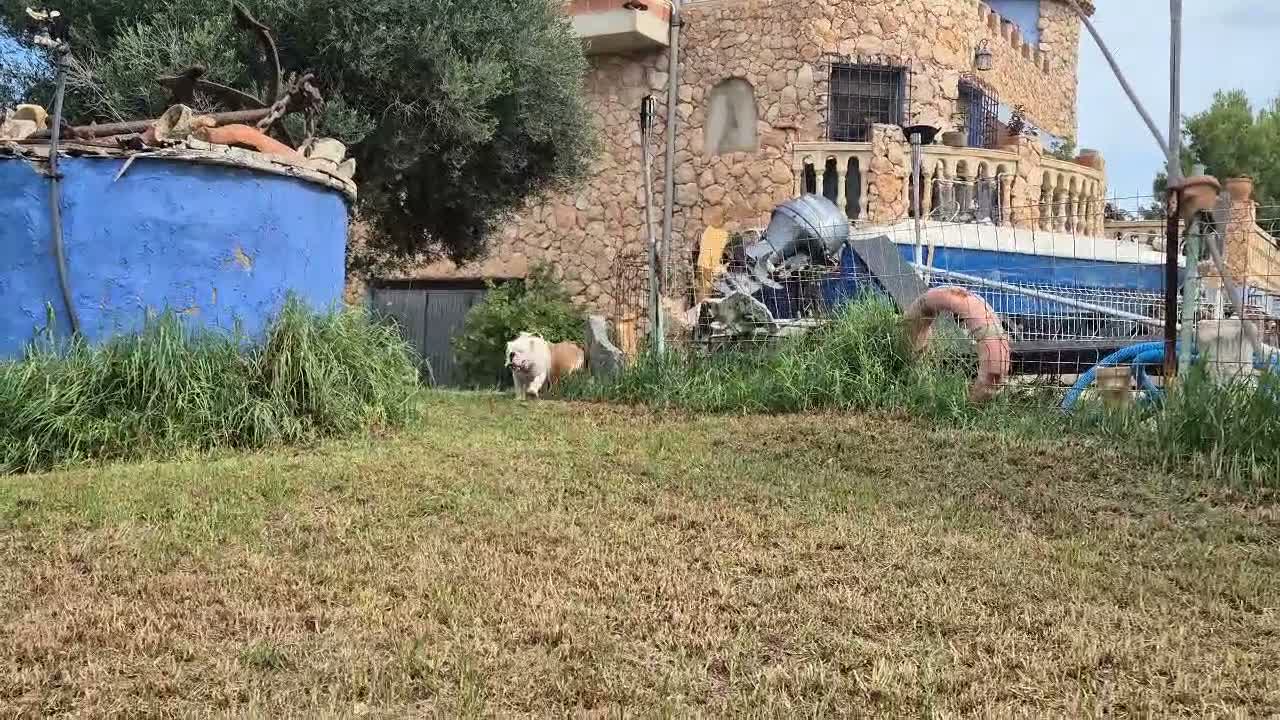 Bulldog Inglés perros en venta: Cachorro bulldog ingles  - Video 2