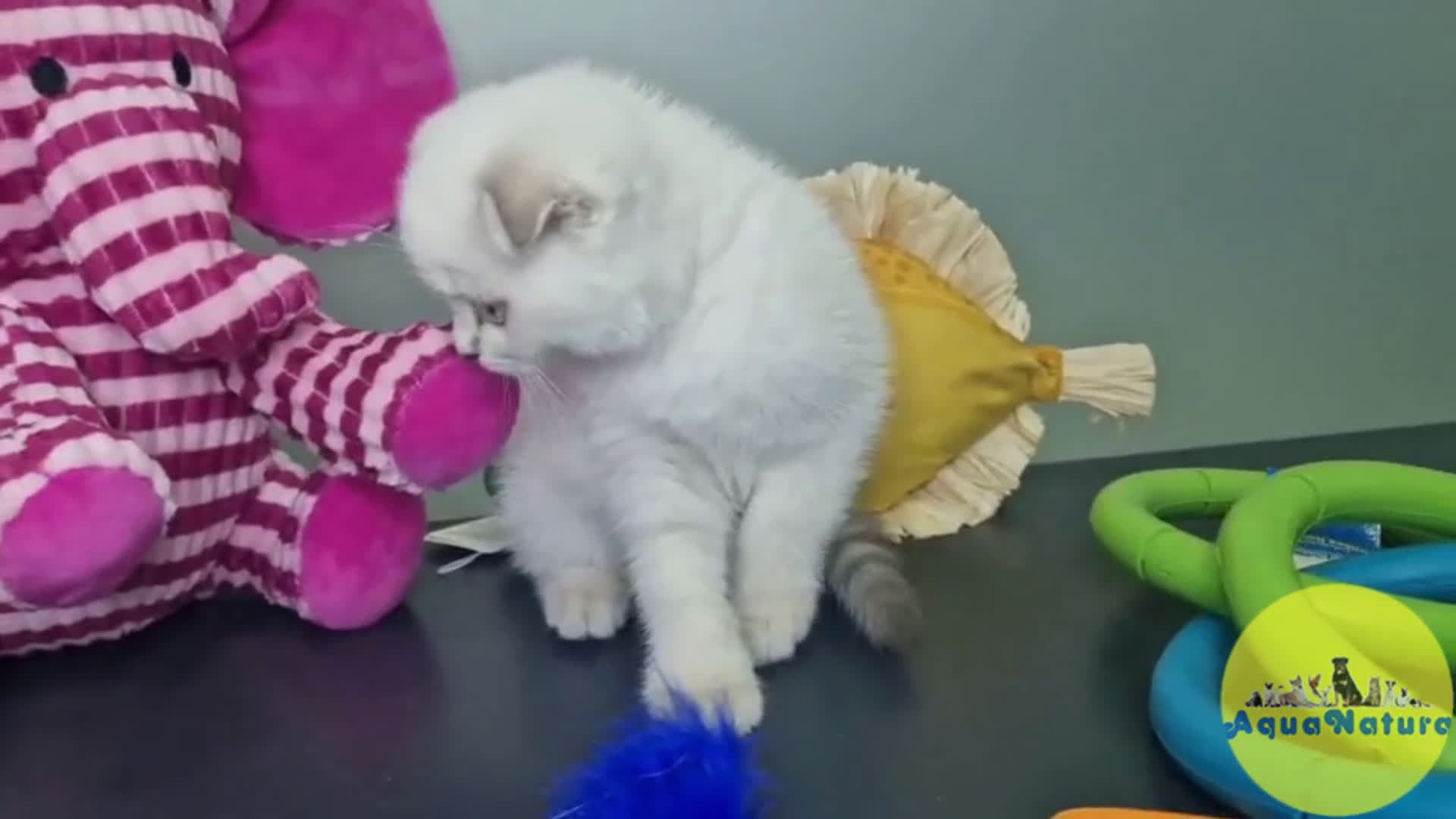 Scottish Fold gatos en venta: Scottish Fold Macho 7912 AQUANATURA - Video 1