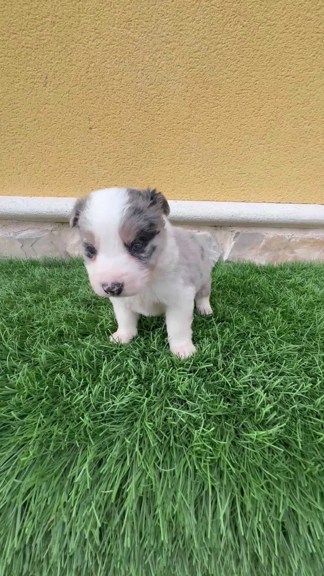 Border Collie perros en venta: Border Collie macho Merle precioso - Video 1