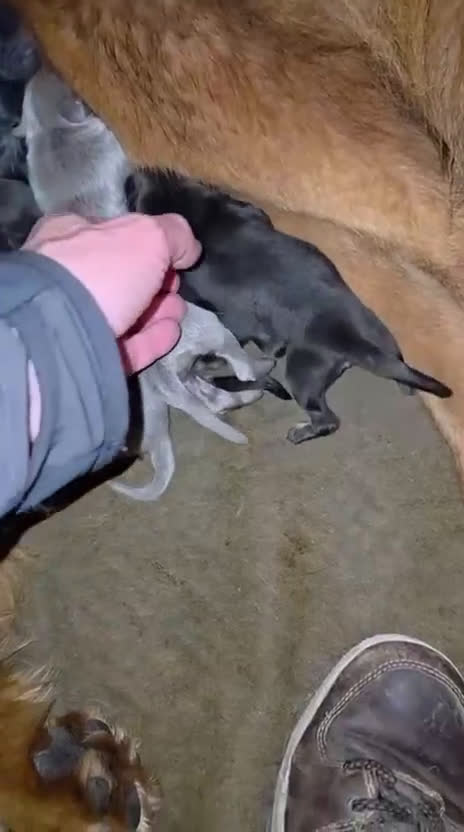 Dogo del Tíbet perros en venta: Mastin tibetano o dogo del tibet - Video 1