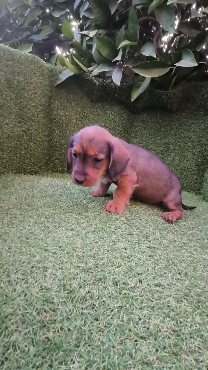 Teckel Miniatura perros en venta: teckel miniatura  - Video 3