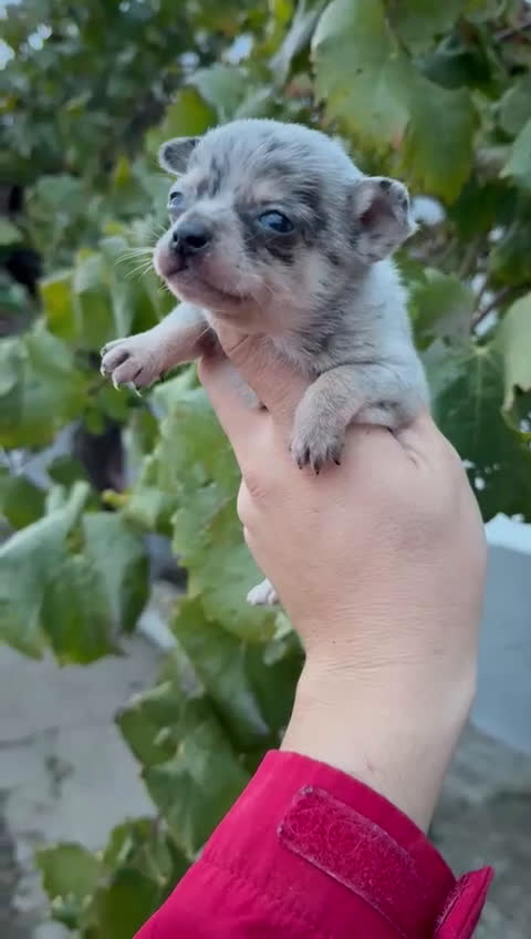 Chihuahua perros en venta: Cachorros Chihuahua toy cabeza manzana - Video 1