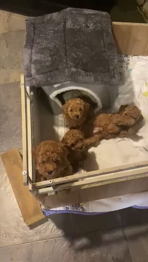 Caniche Toy perros en venta: caniche hembra  disponible - Video 1