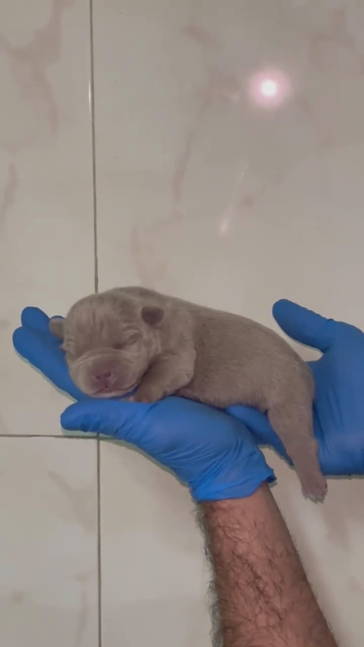 American Bully perros en venta: American bully micro - Video 2