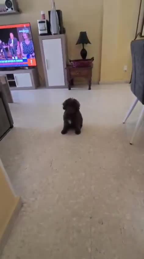 Perro de Agua Español perros en venta: Perra de agua - Video 3