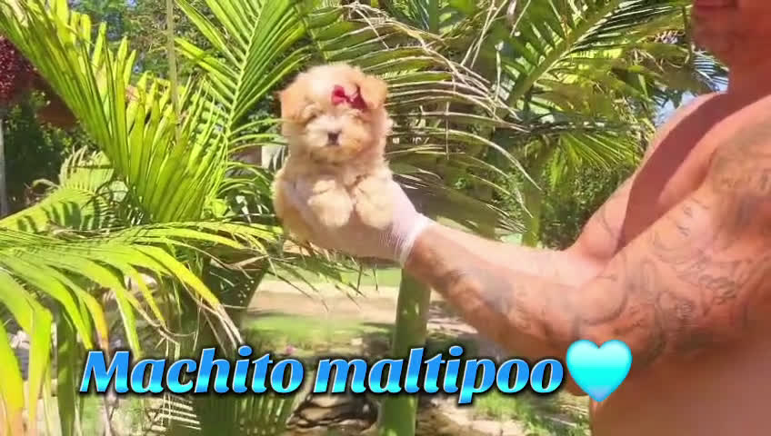 Maltipoo perros en venta: Maltipoos espectaculares linea coreana - Video 3