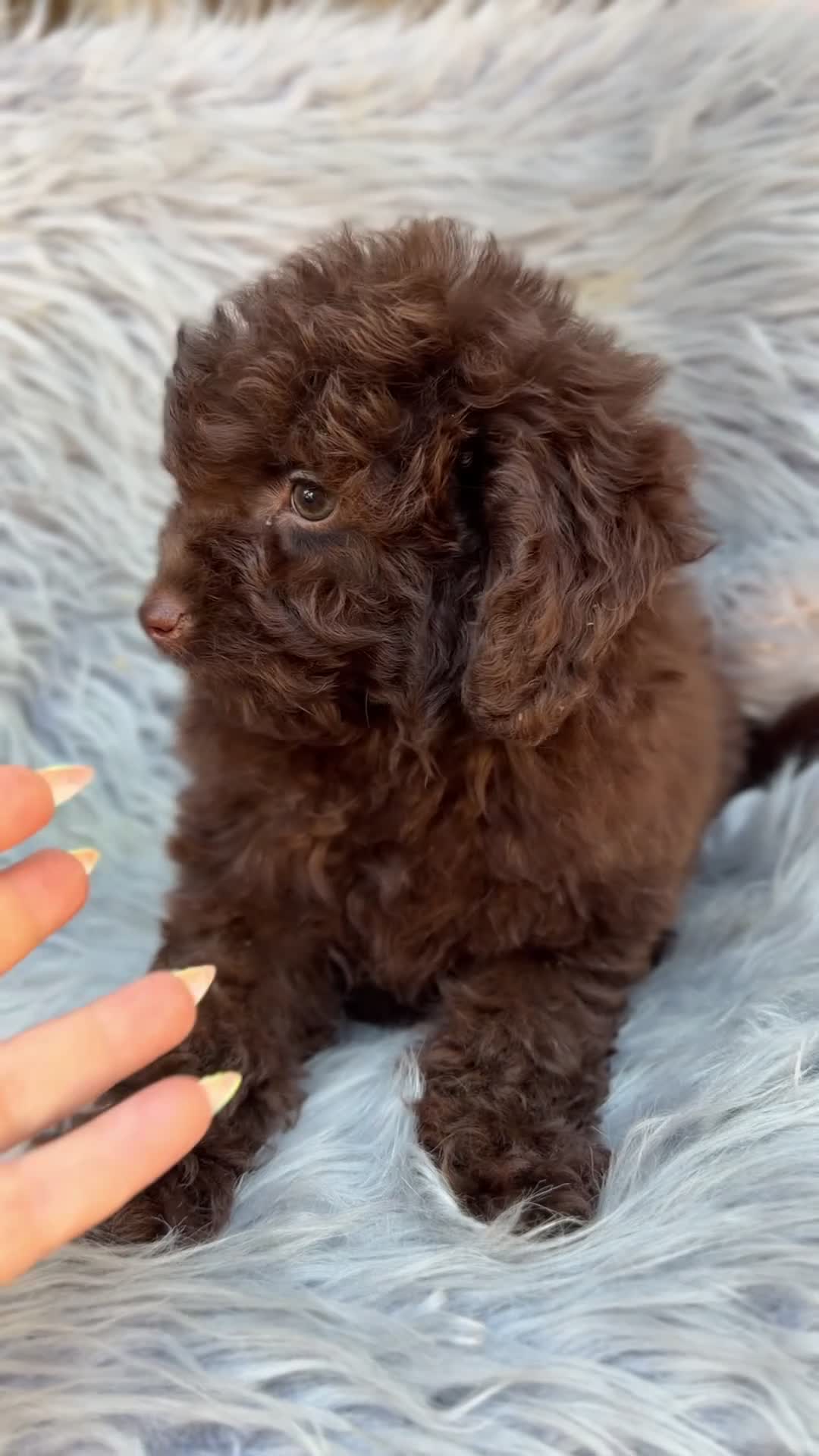 Maltipoo perros en venta: Maltipoo F1B chocolate  - Video 1