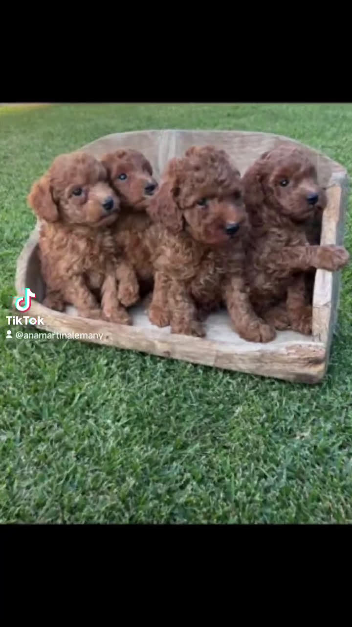 Caniche Toy perros en venta: Cachorrito Caniche toy rojo  - Video 1