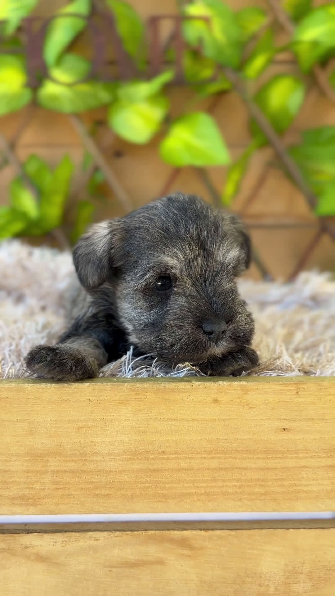 Schnauzer Miniatura perros en venta: Camada de Mila - Video 1