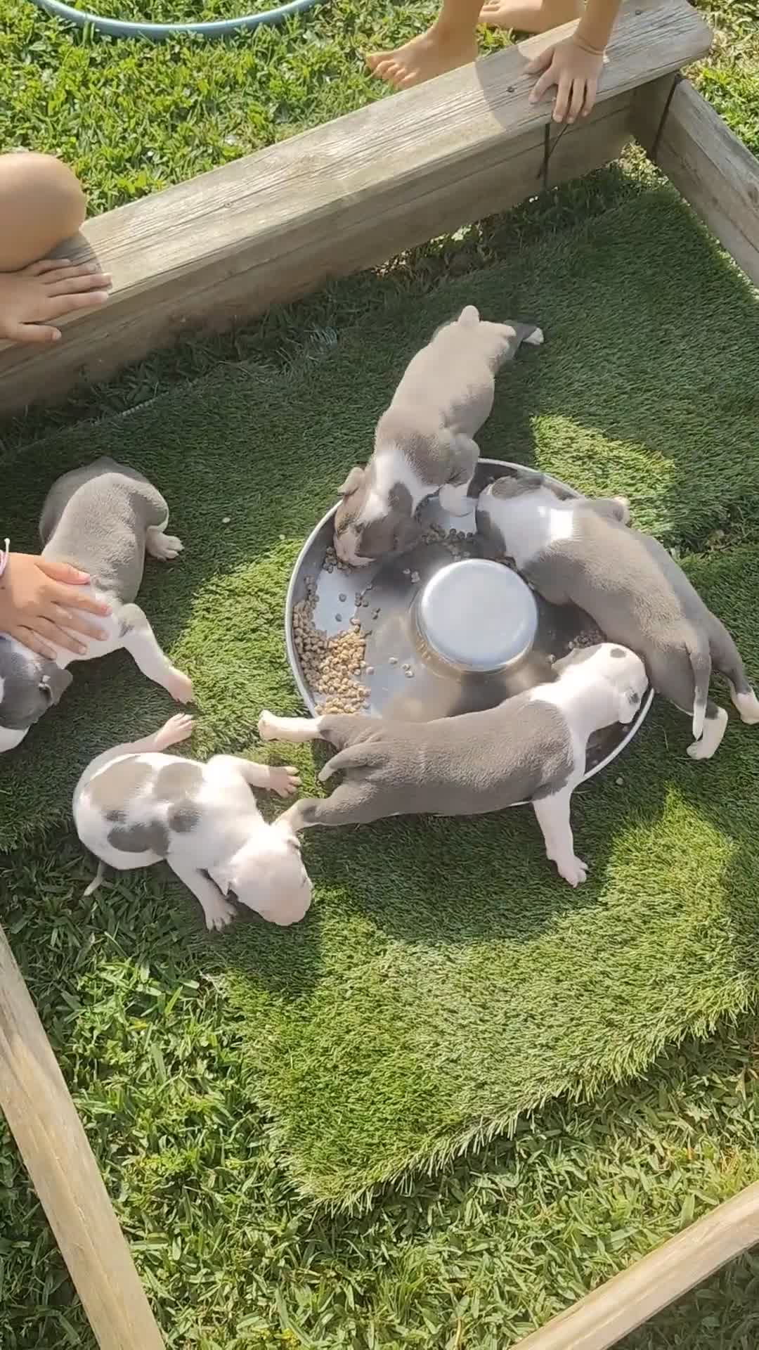 American Pit Bull Terrier perros en venta: Cachorros blue Amstaff - Video 1