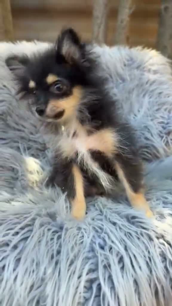 Pomerania perros en venta: POMERANIA NEGRO FUEGO - Video 1