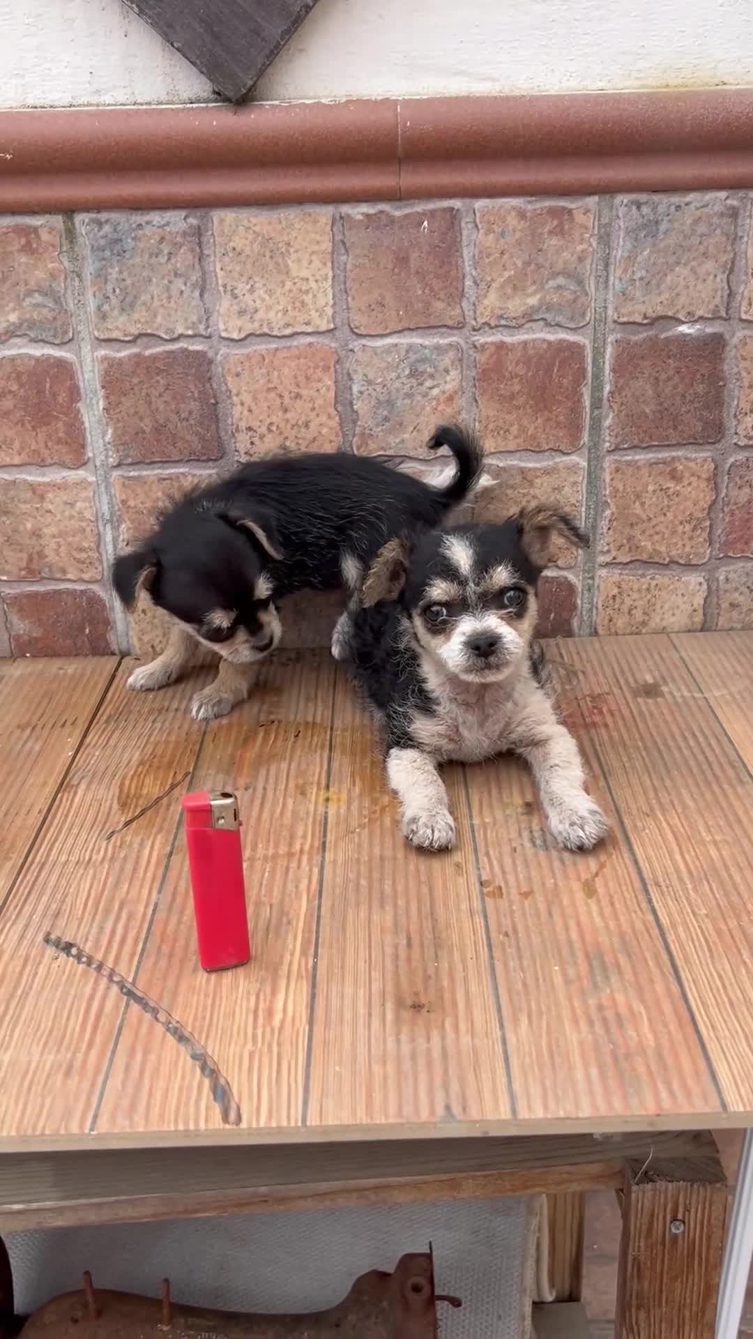 Raza Mixta perros en venta: Cruzaditas Hembras de Chihuahua y Yorkshire Toy - Video 1