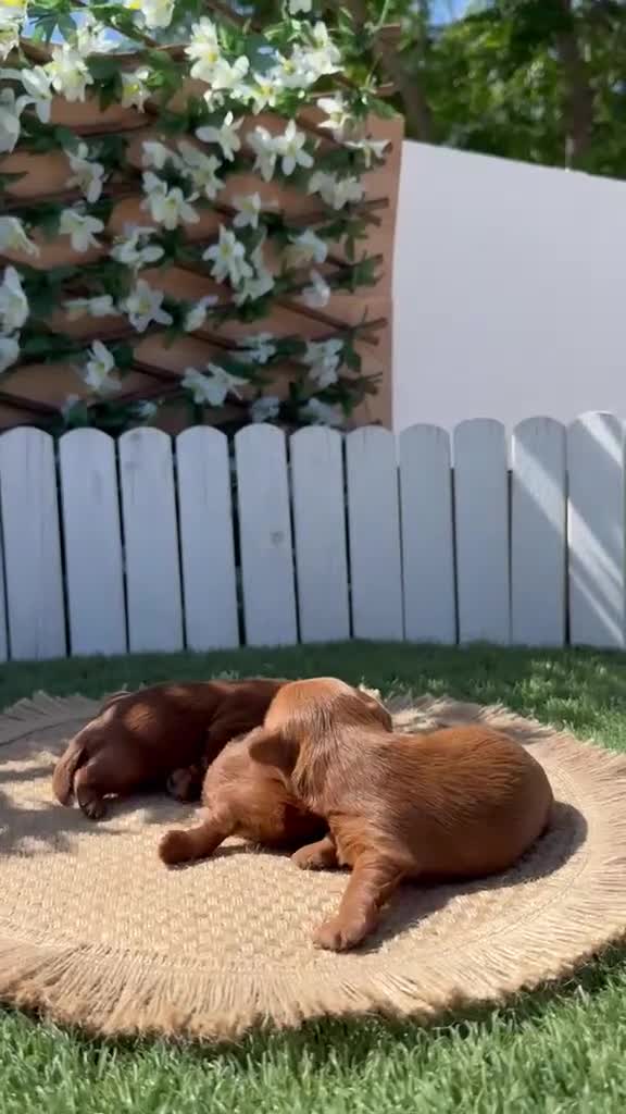 Maltipoo perros en venta: MALTIPOO ROJAS 🎀 - Video 1