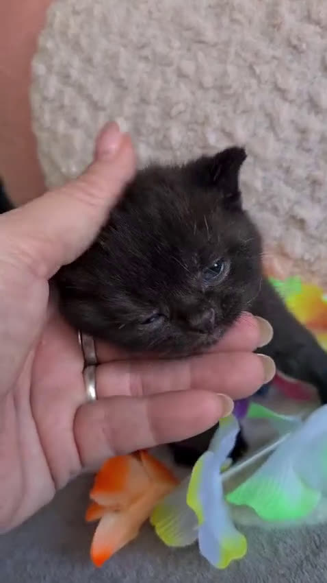 Británico de Pelo Corto Azul gatos en venta: Brithis varios colores pelo corto y largo  - Video 3