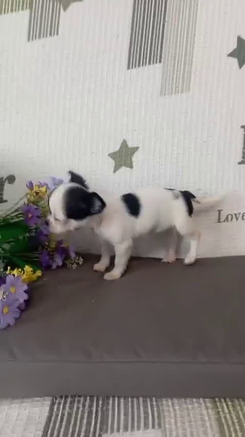 Chihuahua perros en venta: Chihuahua hembra  - Video 2