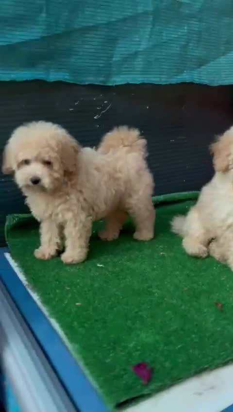 Caniche Toy perros en venta: Caniche toy  - Video 1