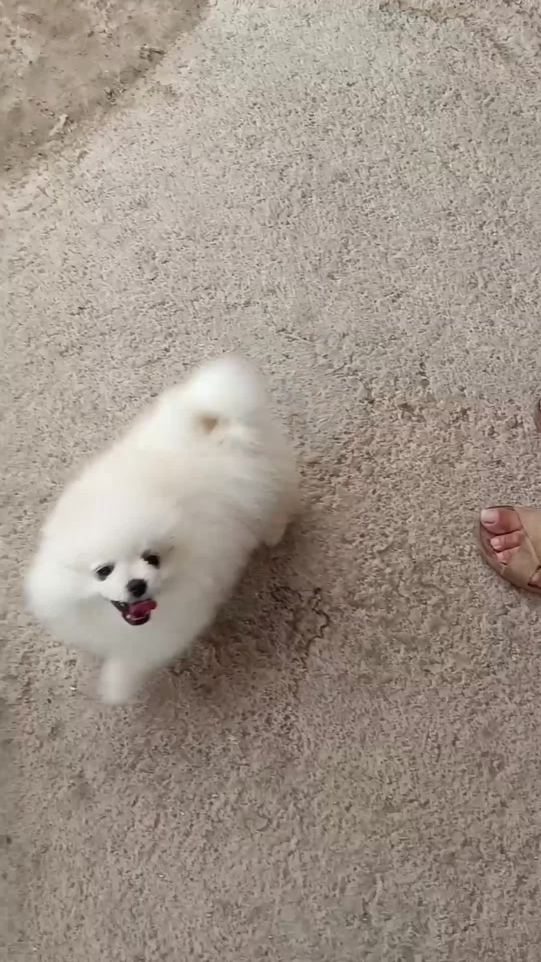 Pomerania perros en venta: OFERTA POMERANIA MACHITO  - Video 1