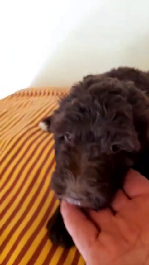 Perro de Agua Español perros en venta: Cachorros perros de agua - Video 2