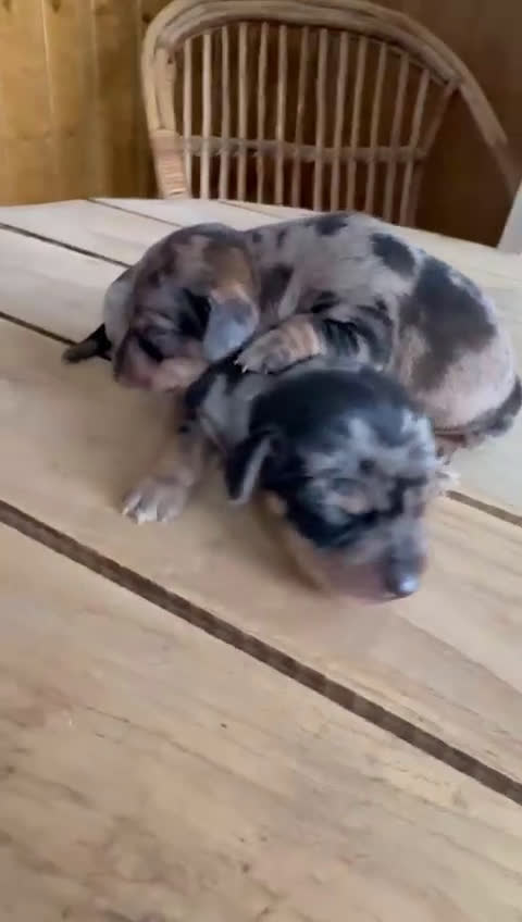 Teckel perros en venta: Dachshund   - Video 1