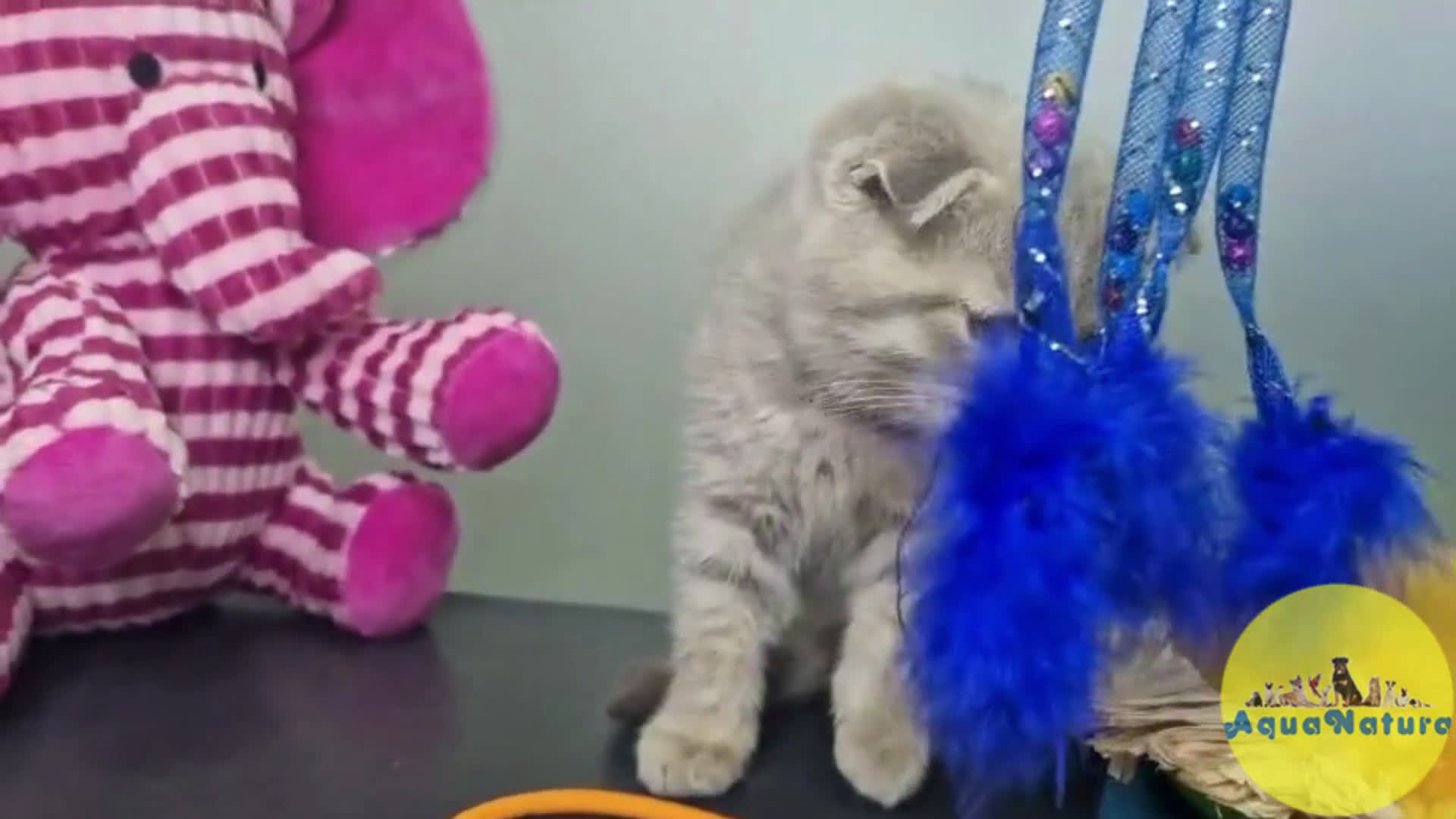 Scottish Fold gatos en venta: Scottish Fold Macho 7913 AQUANATURA - Video 1
