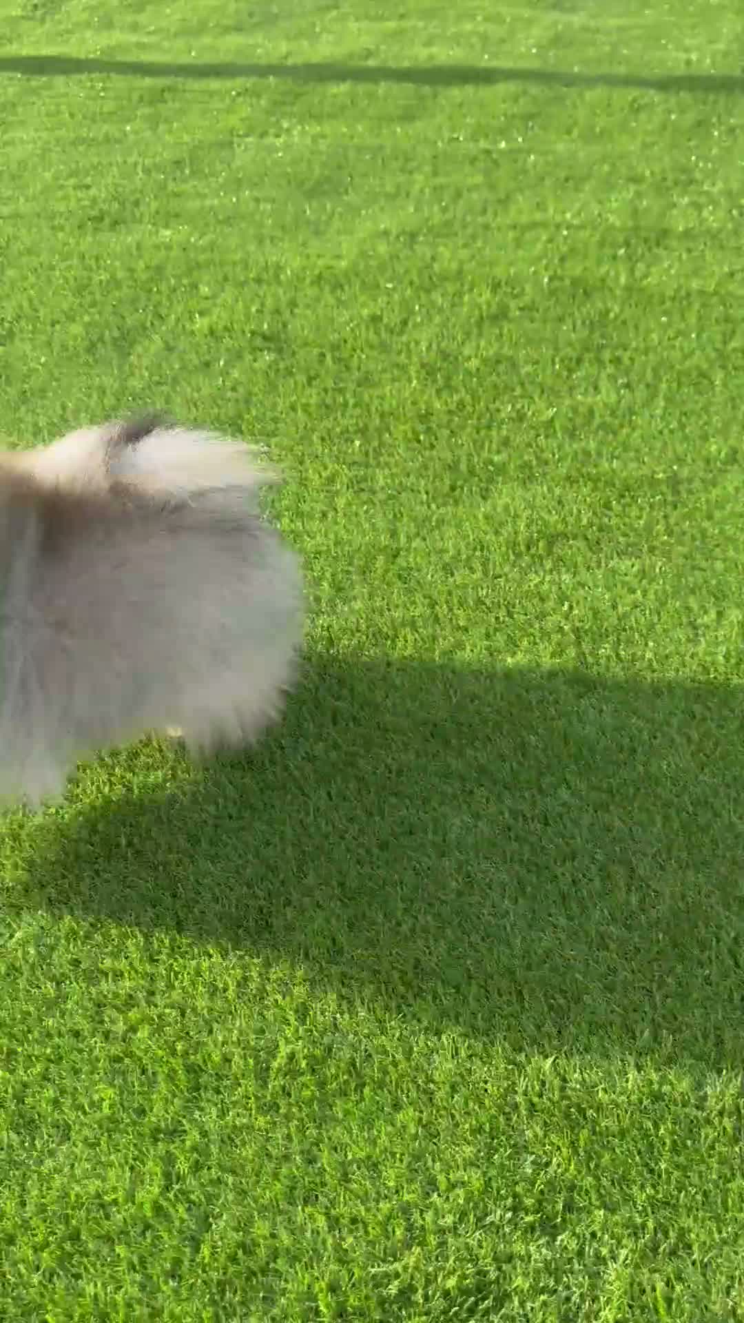 Pomerania perros en venta: Pomerania macho con pedigree - Video 1