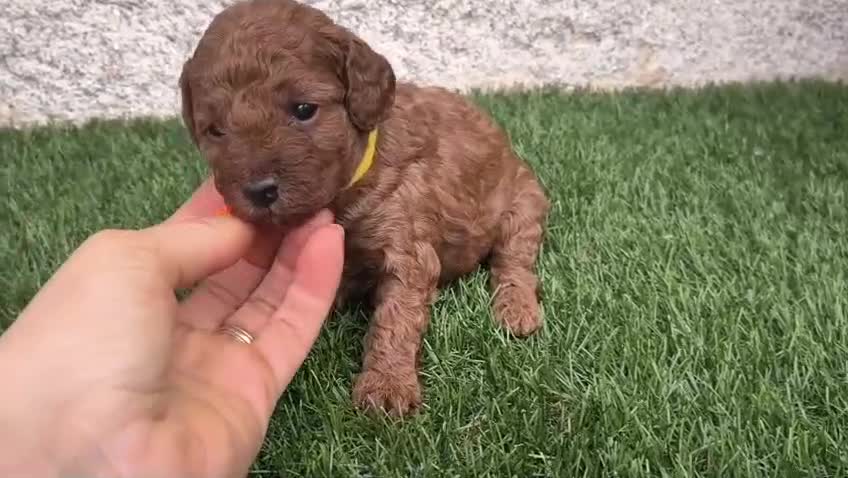 Caniche Toy perros en venta: Caniche Toy Rojo - Video 5