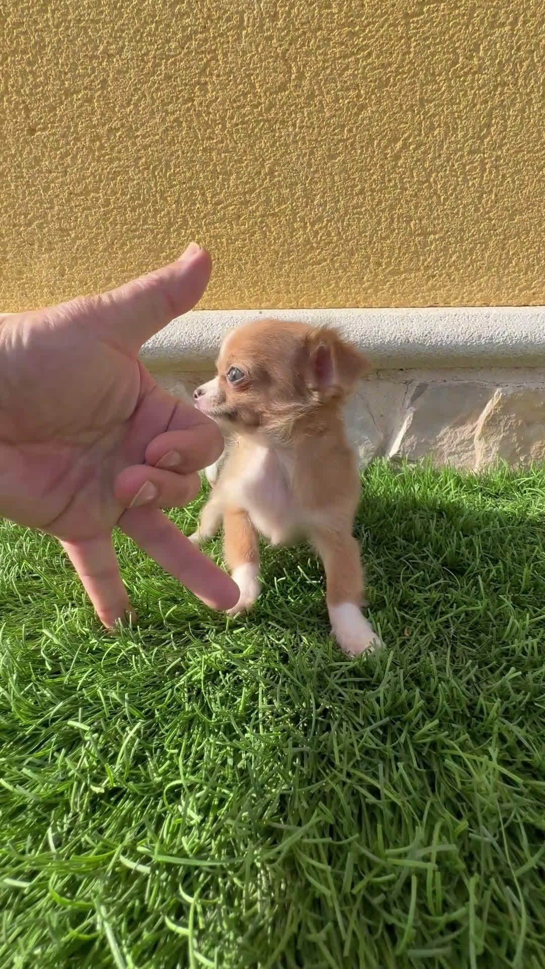 Chihuahua perros en venta: Chihuahua mini Toy pelo largo chocolate - Video 1