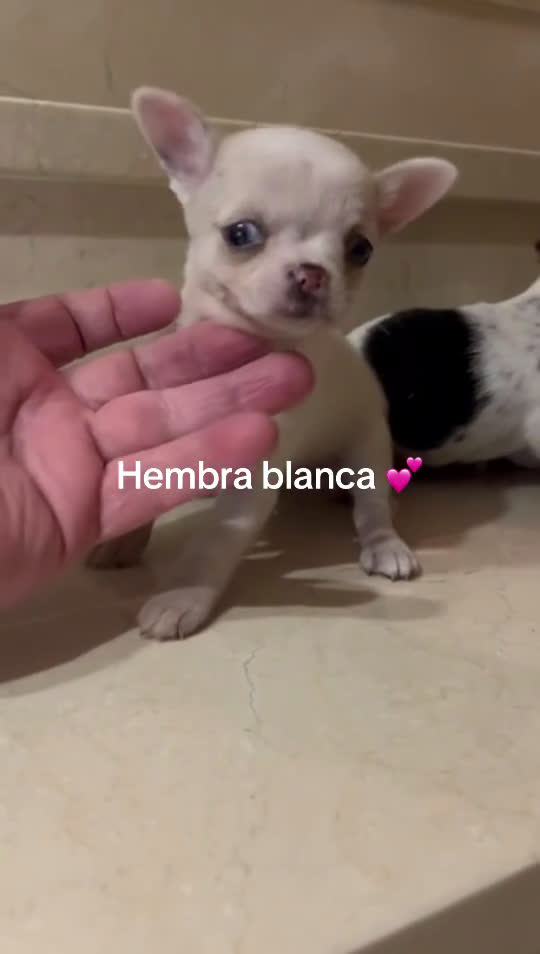 Chihuahua perros en venta: Chihuhuas - Video 3