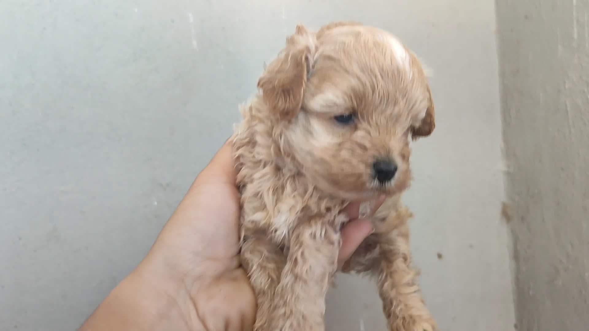 Perro Crestado Chino perros en venta: Maltipoo y crestado chino - Video 2