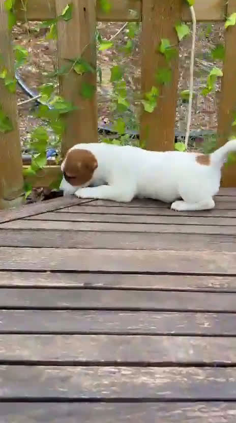 Jack Russell Terrier perros en venta: Jack Russell juguetones bicolor  - Video 1