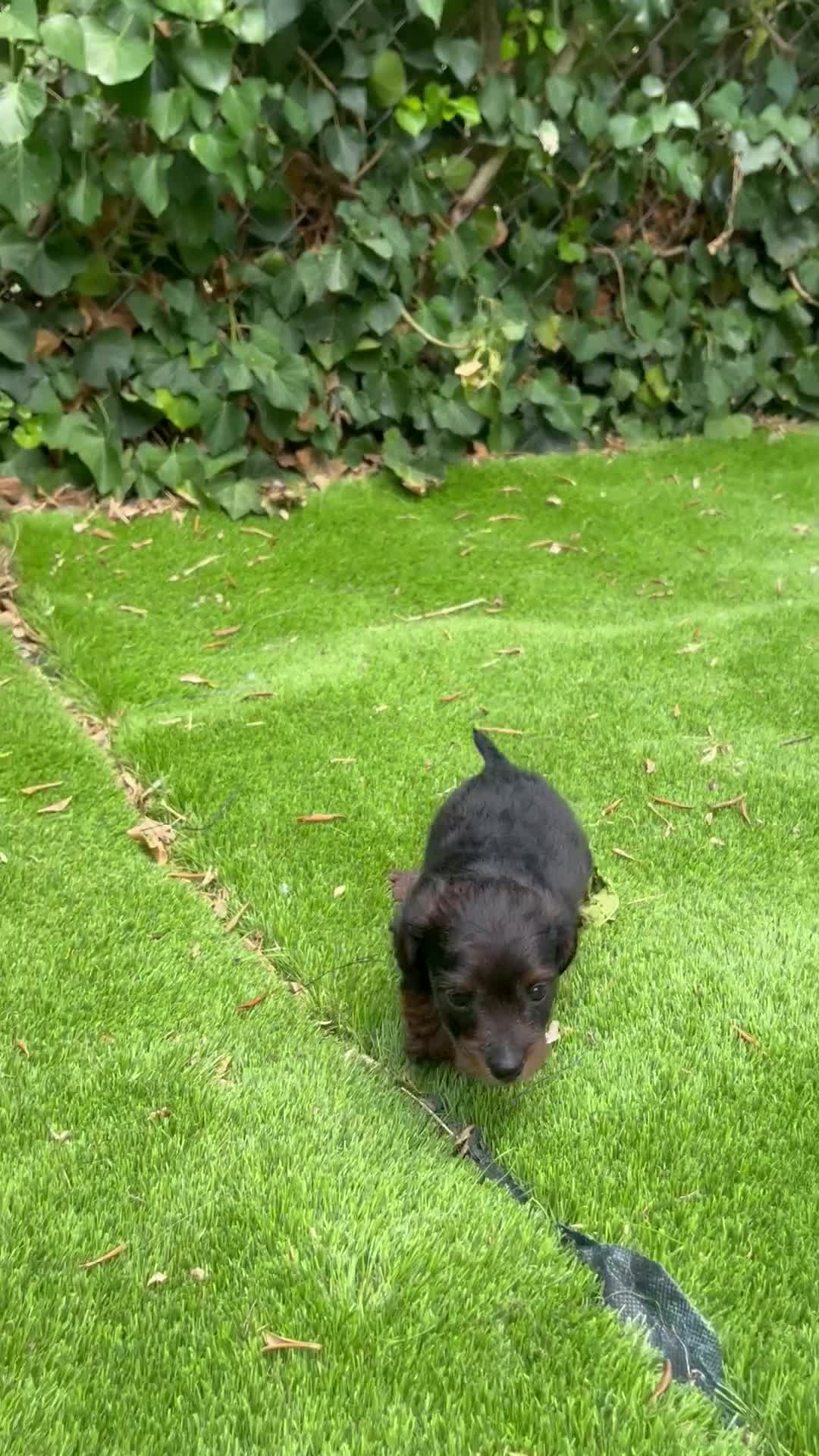 Raza Mixta perros en venta: Jackapoo raza pequeña 🐣 - Video 1