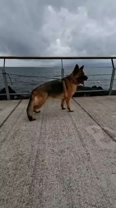 Pastor Alemán perros en venta: Cachorros pastor alemán  - Video 2