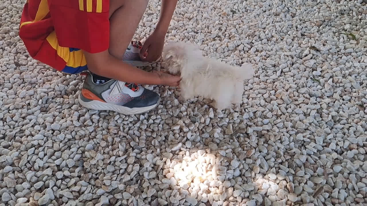 Bichón Maltés perros en venta: Cachorritos Bichon Maltes Mini  - Video 3