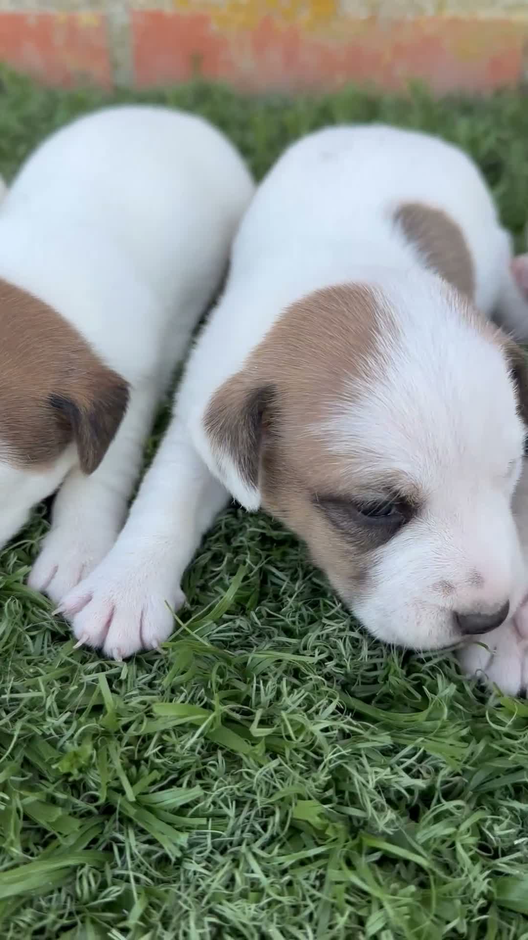 Jack Russell Terrier perros en venta:  JACK RUSSELL - Video 1