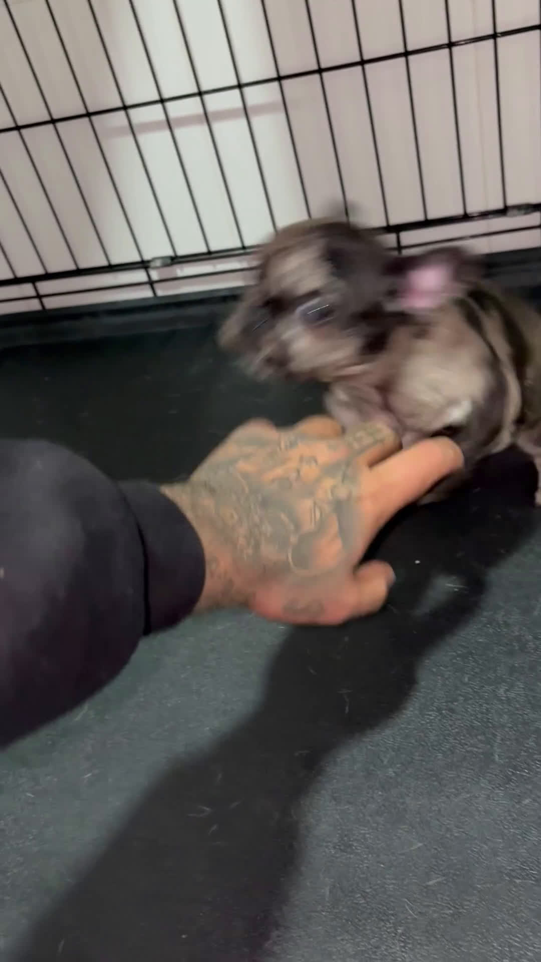 Bulldog Francés perros en venta: Cachorra bulldog francés merle - Video 1