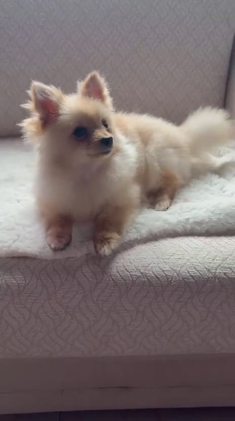 Pomerania perros en venta: pomerania toy tiene 9 meses pesa 2 kilo 200 gramos - Video 1