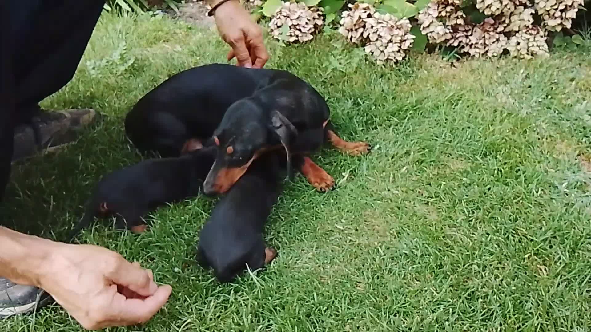 Teckel Miniatura perros en venta: Cachorros de teckel miniatura negro fuego. - Video 1