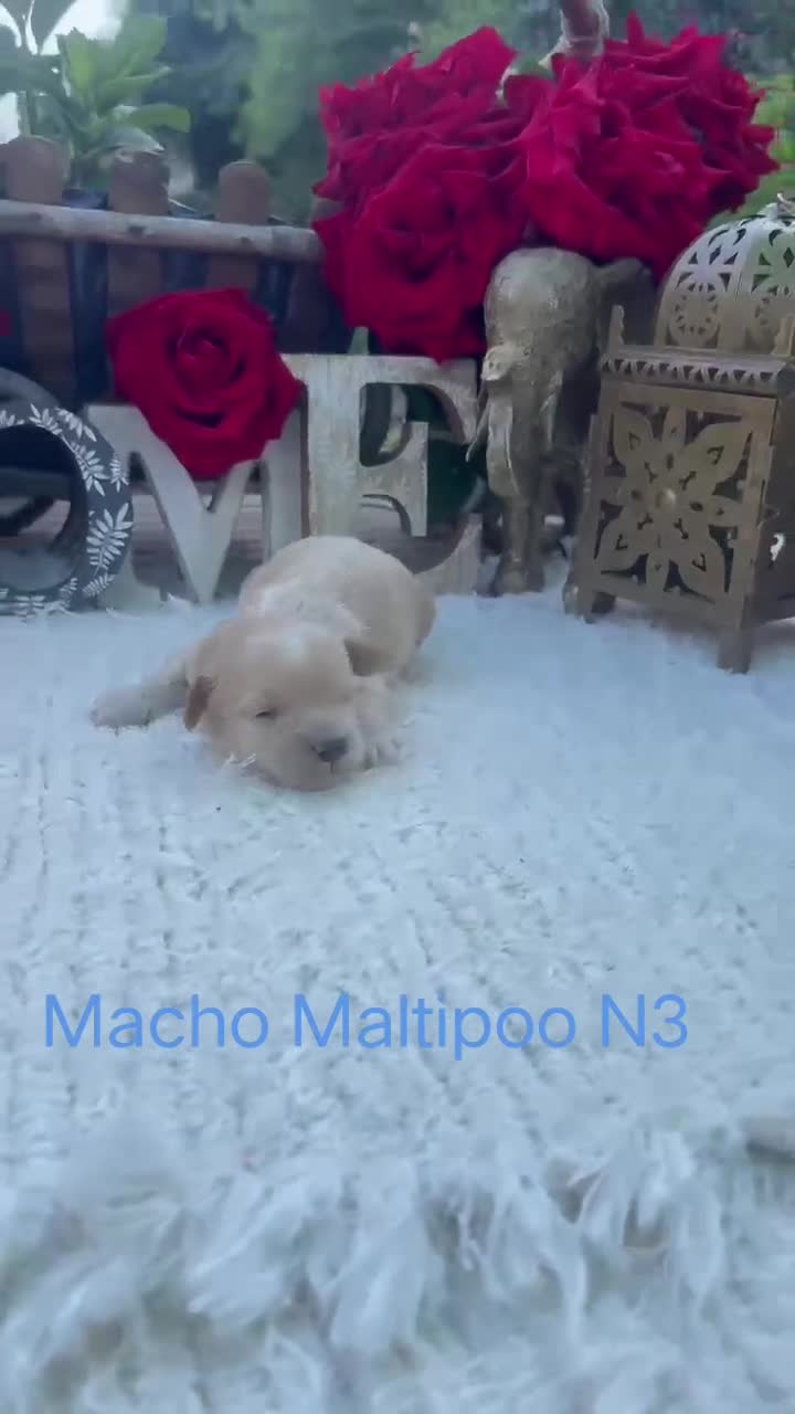 Maltipoo perros en venta: Maltipoo Toy preciosos Cachorros super peques  - Video 2
